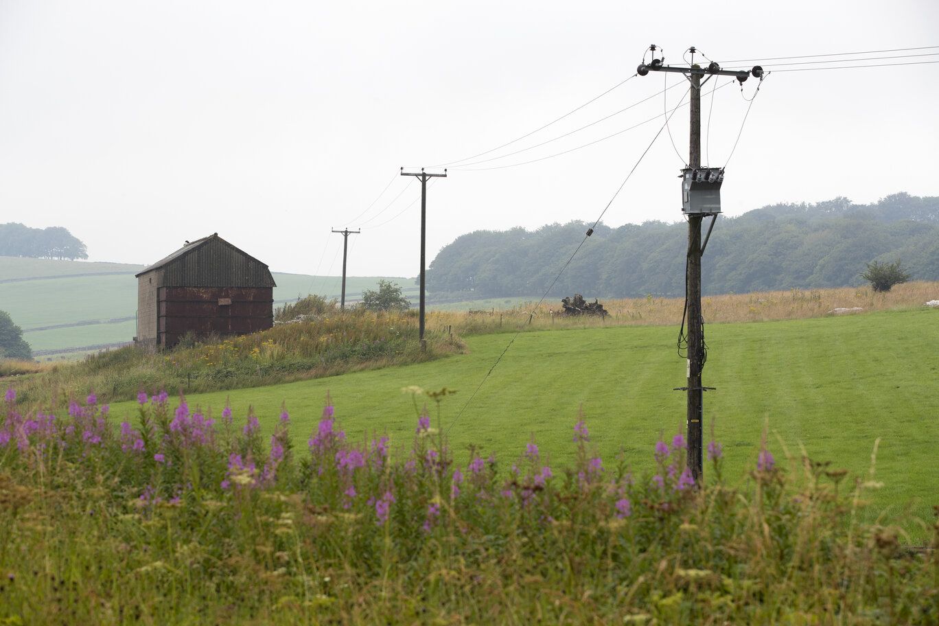 Green fields and wild flowers